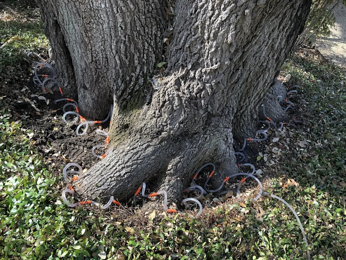 Detailed Tree Cabling and Bracing job site in Taylors Falls